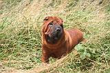 SHAR-PEI 867